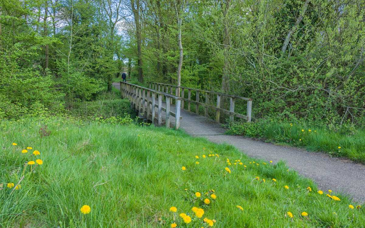 A footbridge with dandelions.