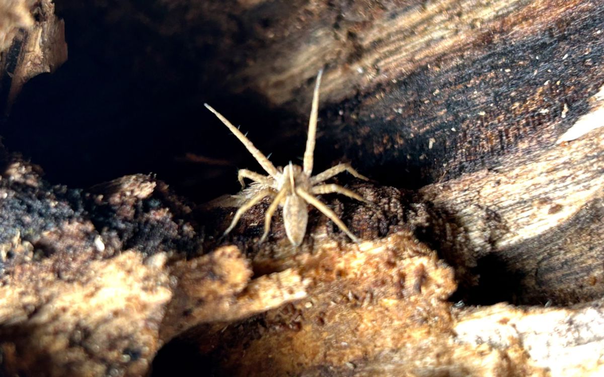 Brown spider in wooden log