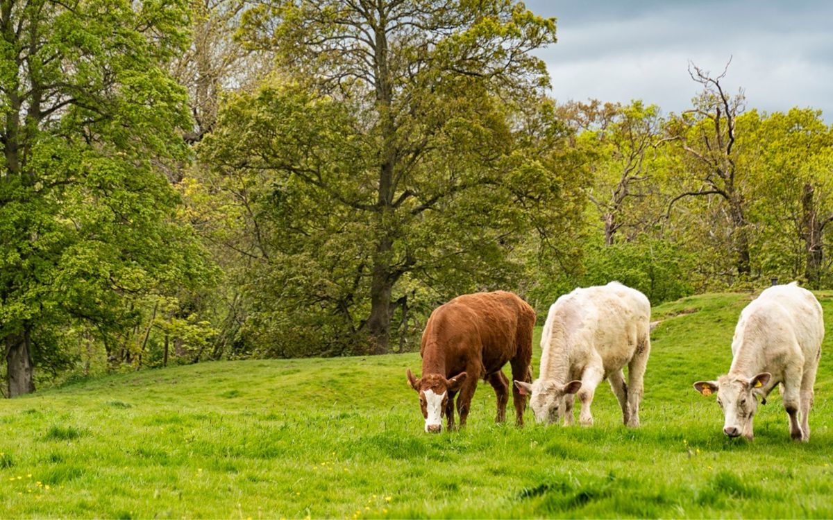 Three cows grazing Shenley Toot