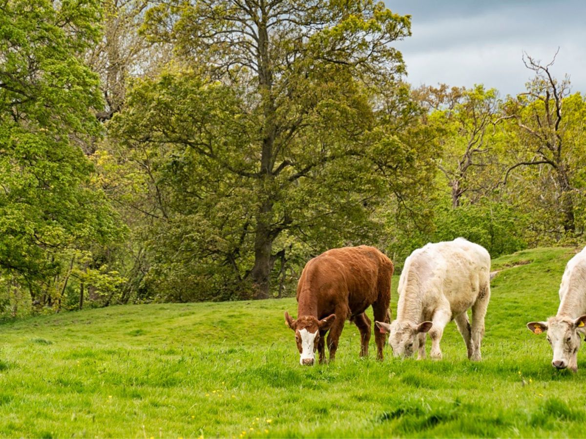 Three cows grazing Shenley Toot