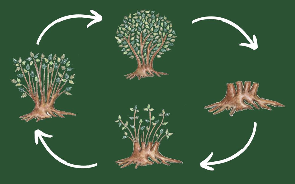 Coppicing Method Coppicing | The Parks Trust