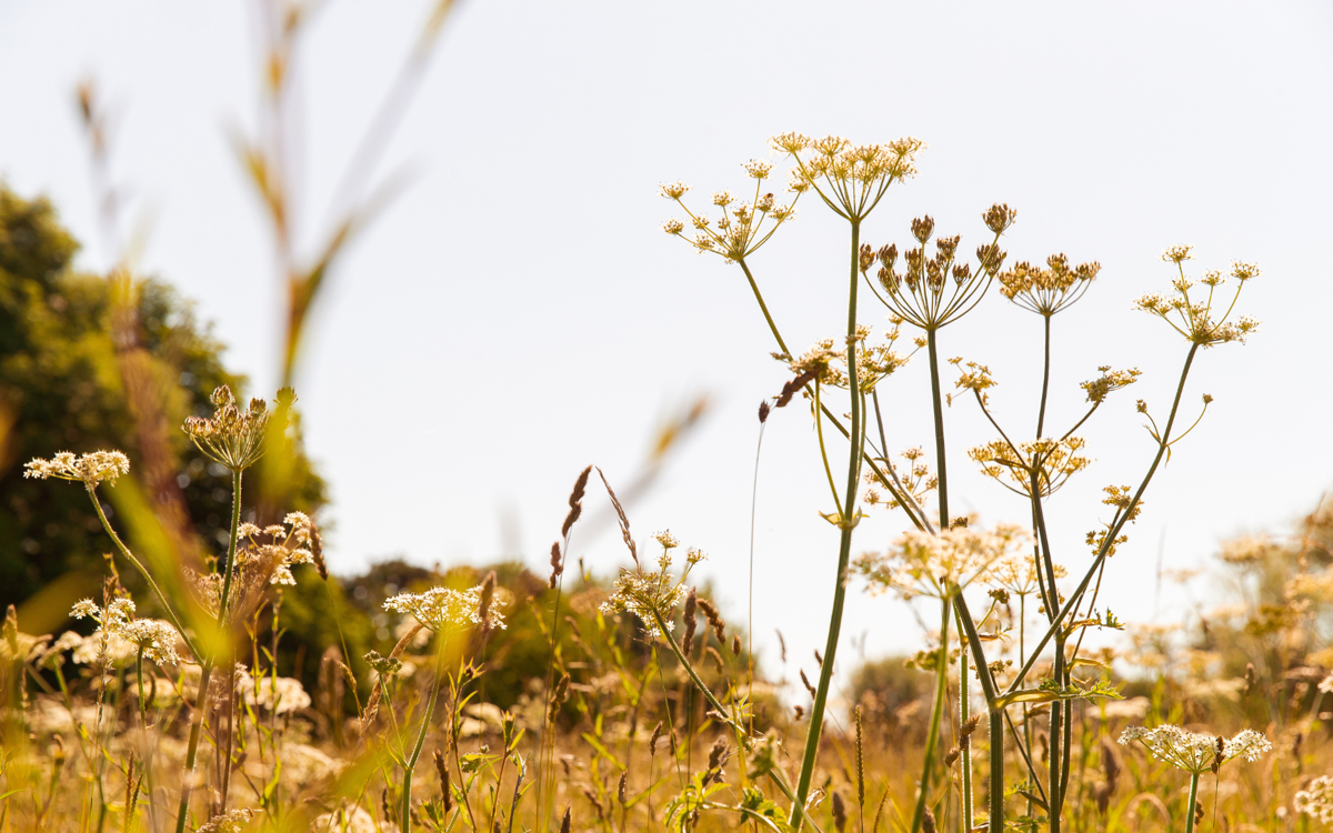 View through some grasses and wildflowers from low down. The photo is in brown natural tones, the sky is light grey, the grasses are brown and there are white hogweed flowers