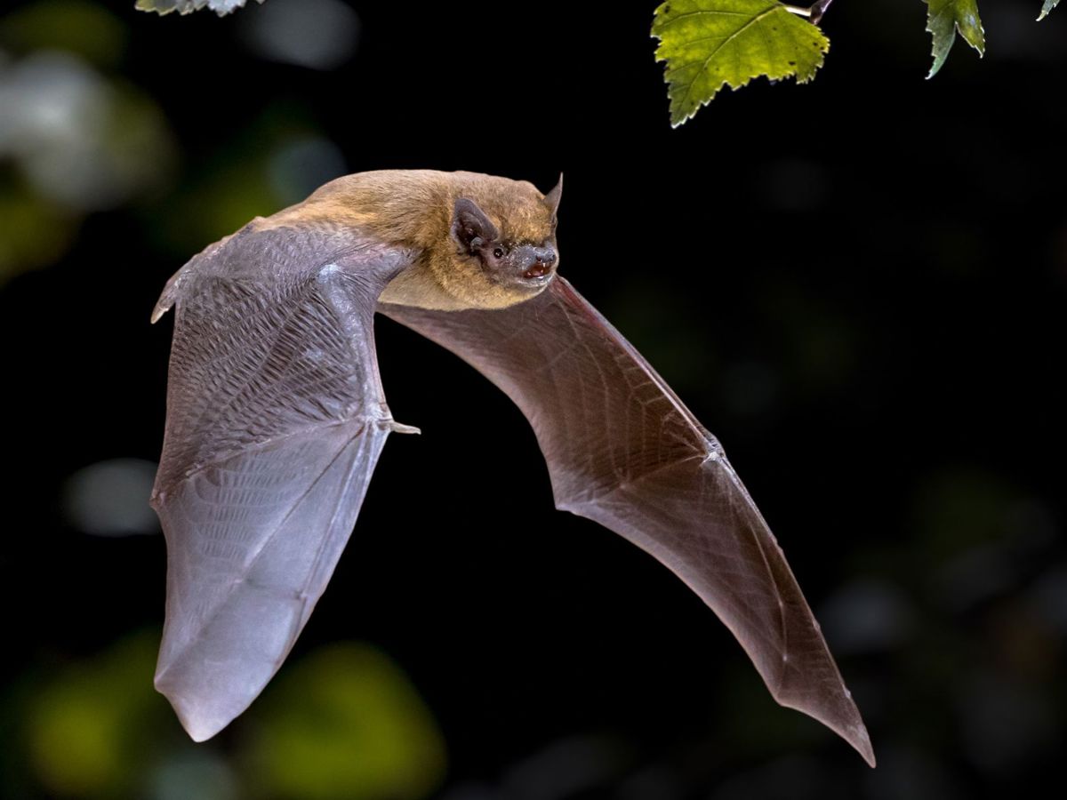 Flying Pipistrelle bat flying at dusk