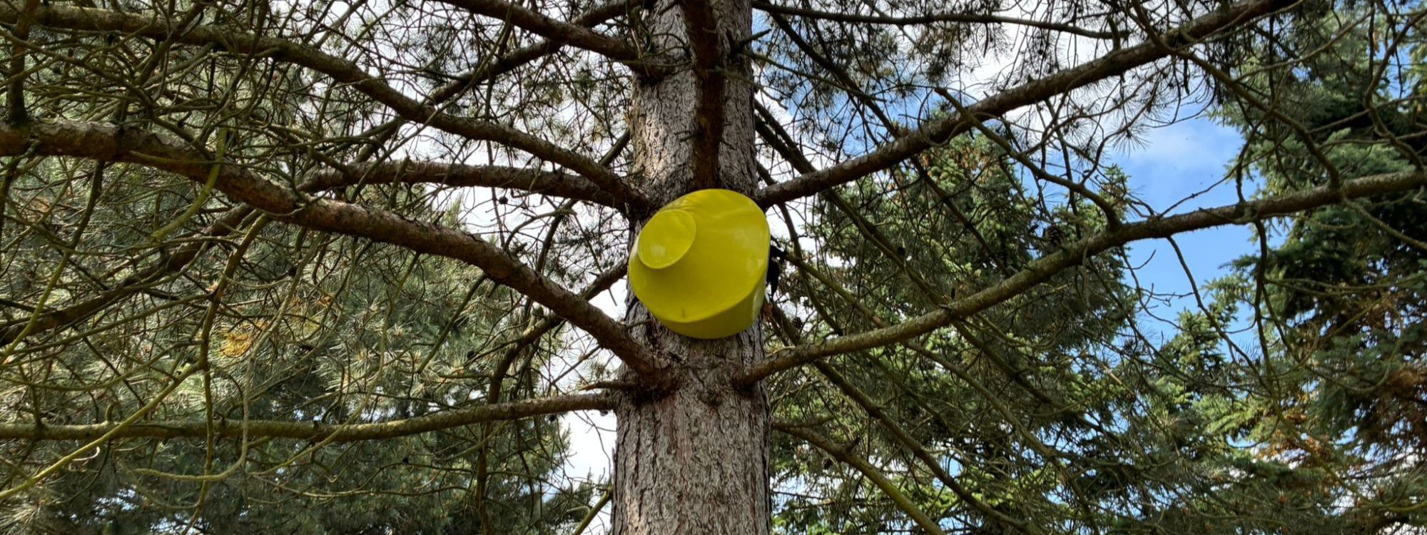 Yellow public art piece in a tree