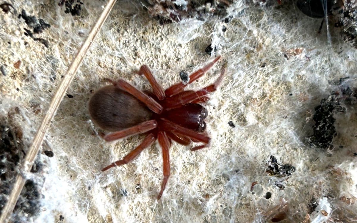 Orange spider tucked legs in in web