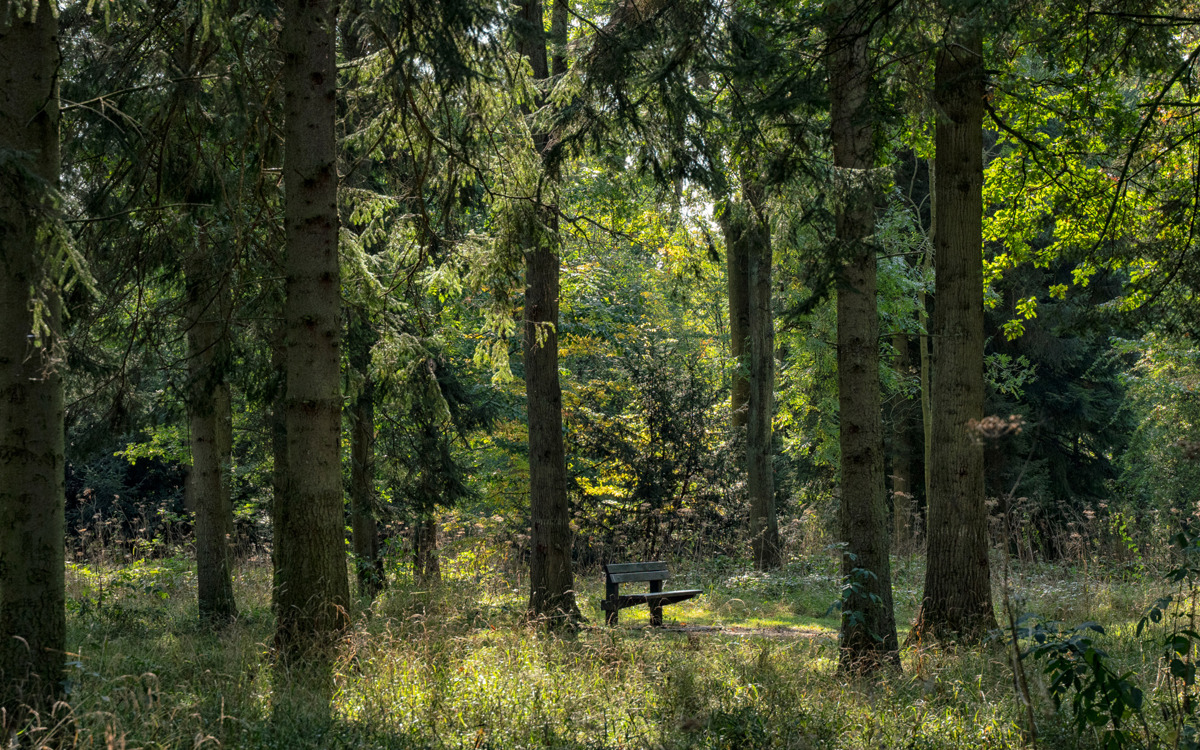 Bench under trees in dappled sunlight.
