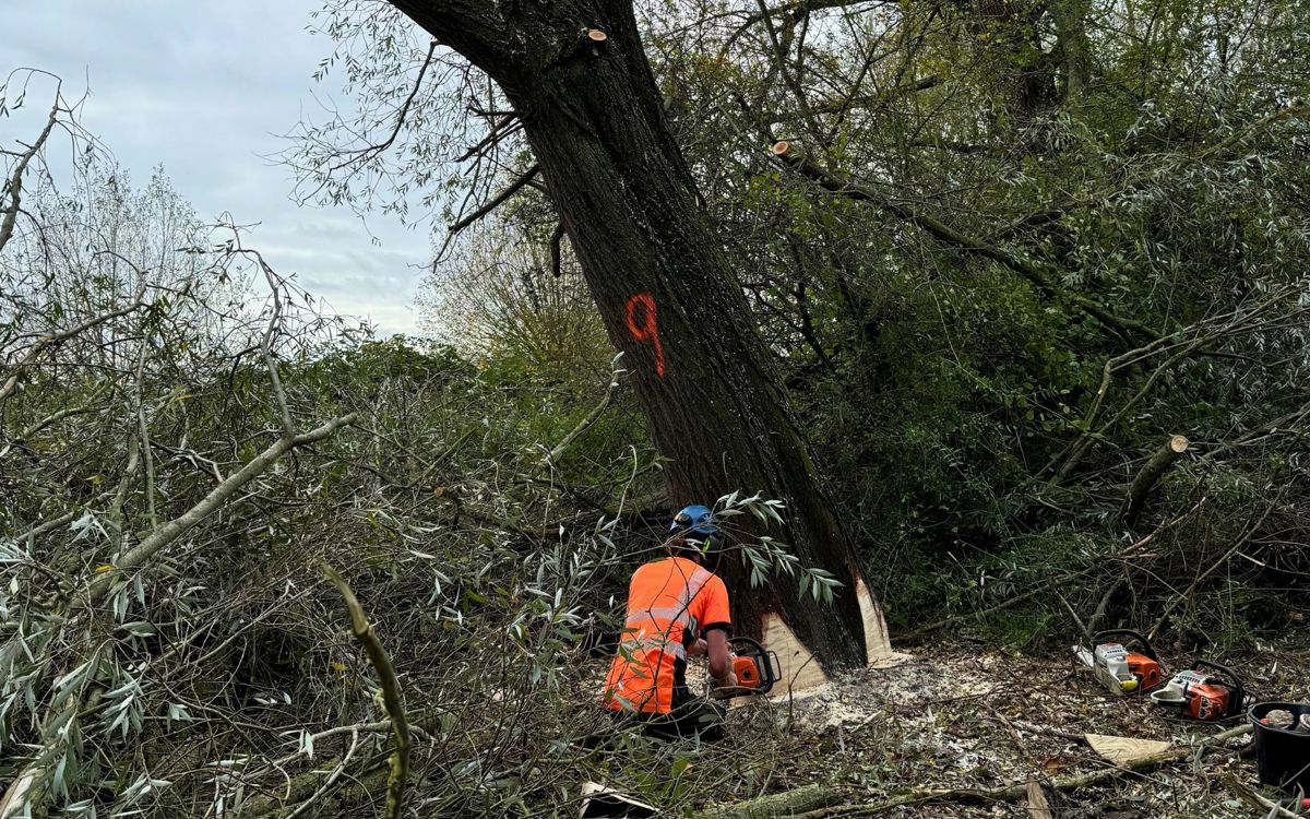 The Parks Trust team member felling a tree