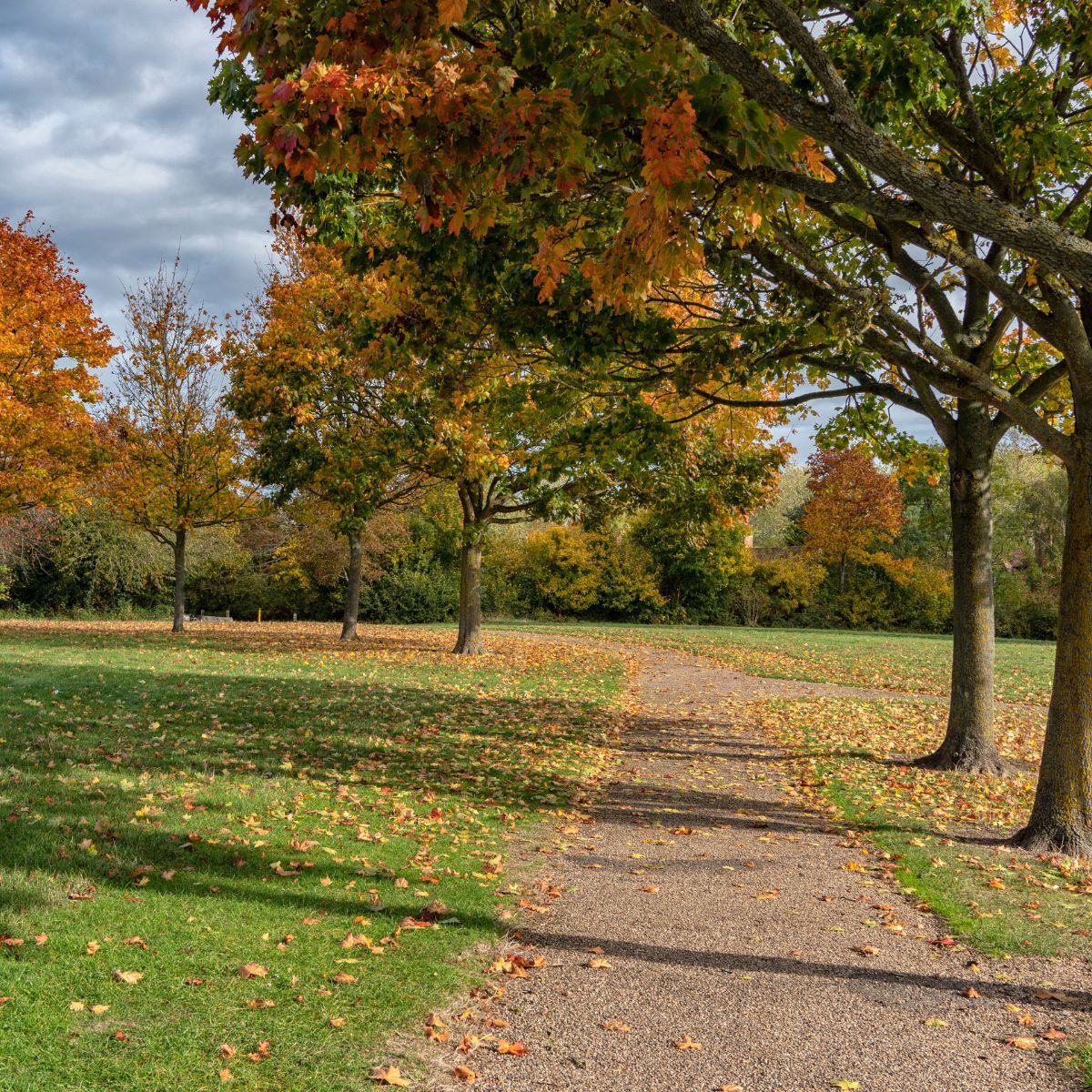 Trees and pathway with orange leaves in autumn