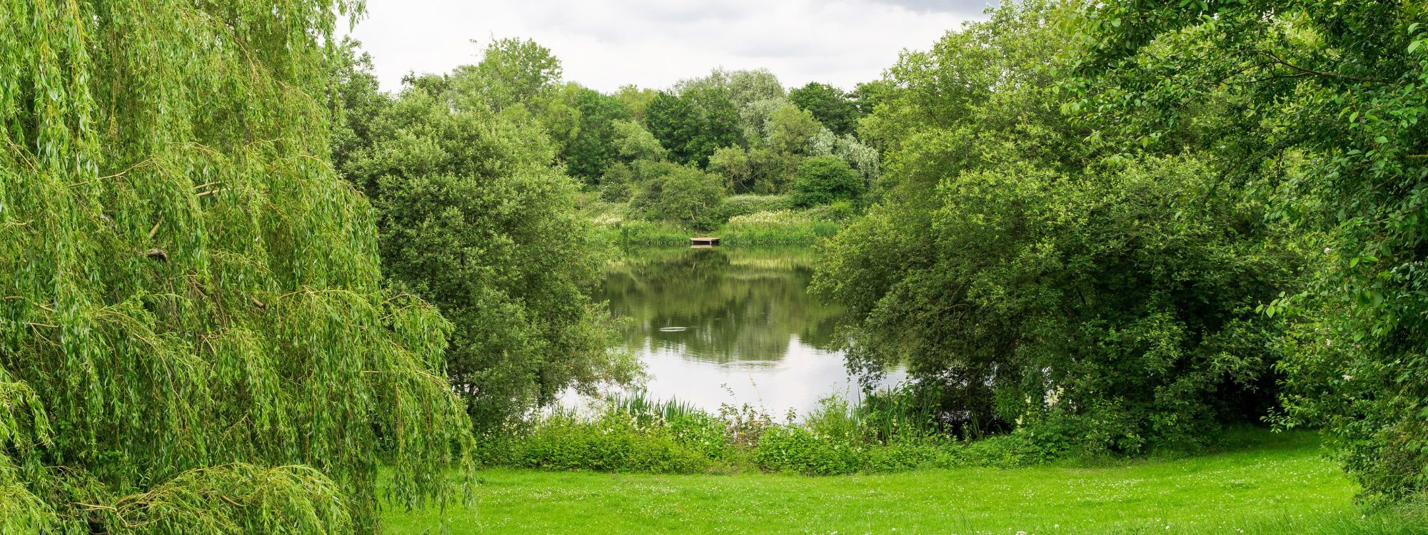 Green trees and grass with lake in distance