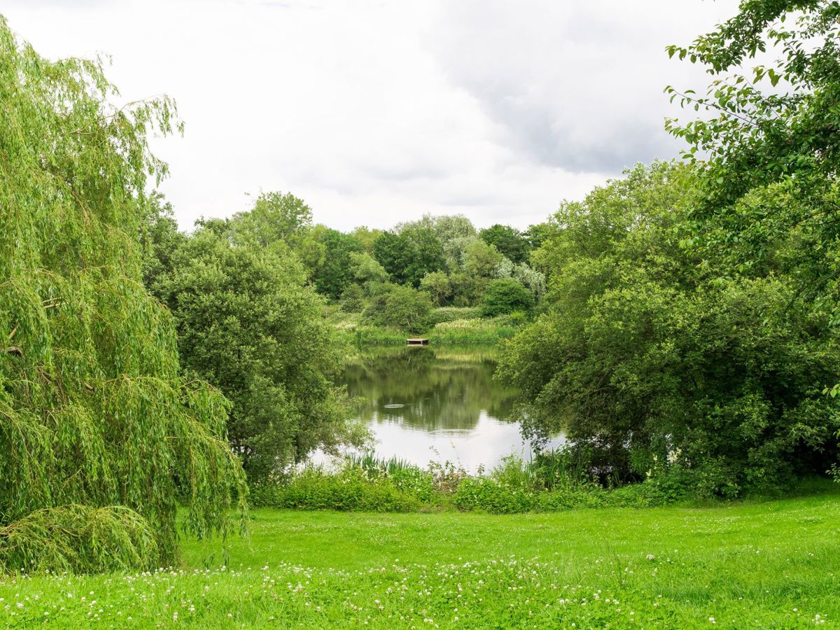 Green trees and grass with lake in distance