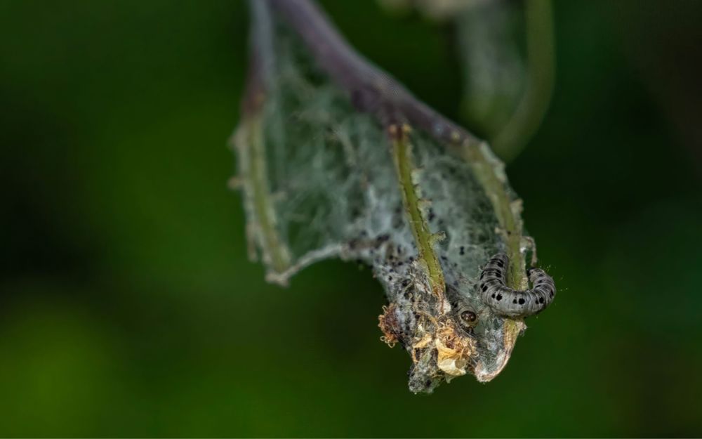 Webbed Up Insect Webbed Wonders: Why web covered trees aren’t a cause for alarm | The ...