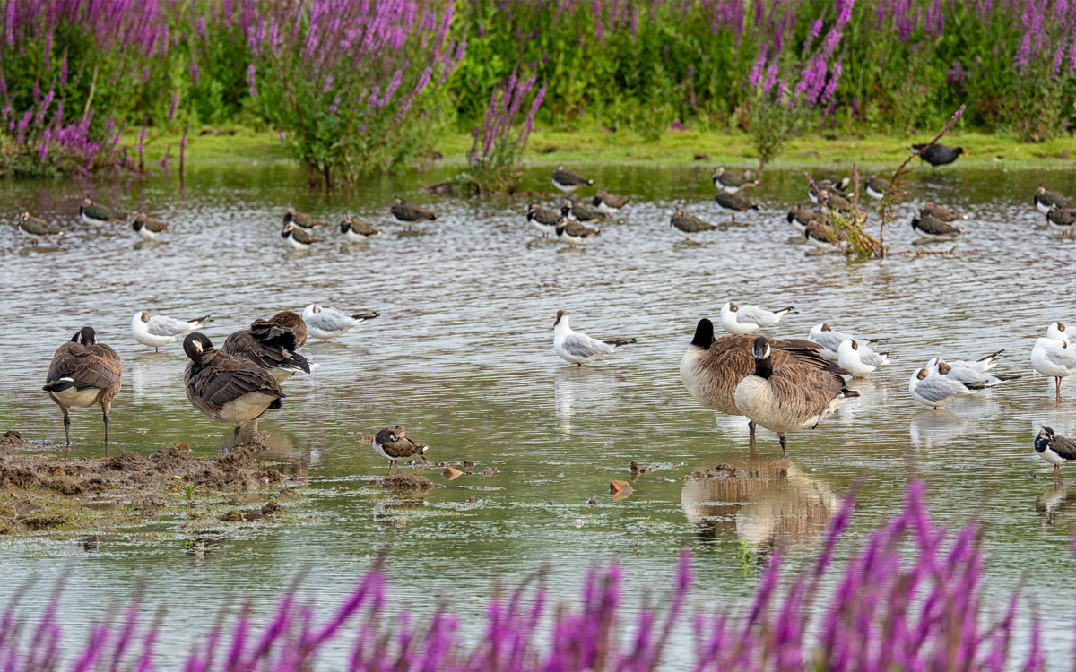 Wildfowl on the lake with purple floers at Floodplain Forest Nature Reserve.