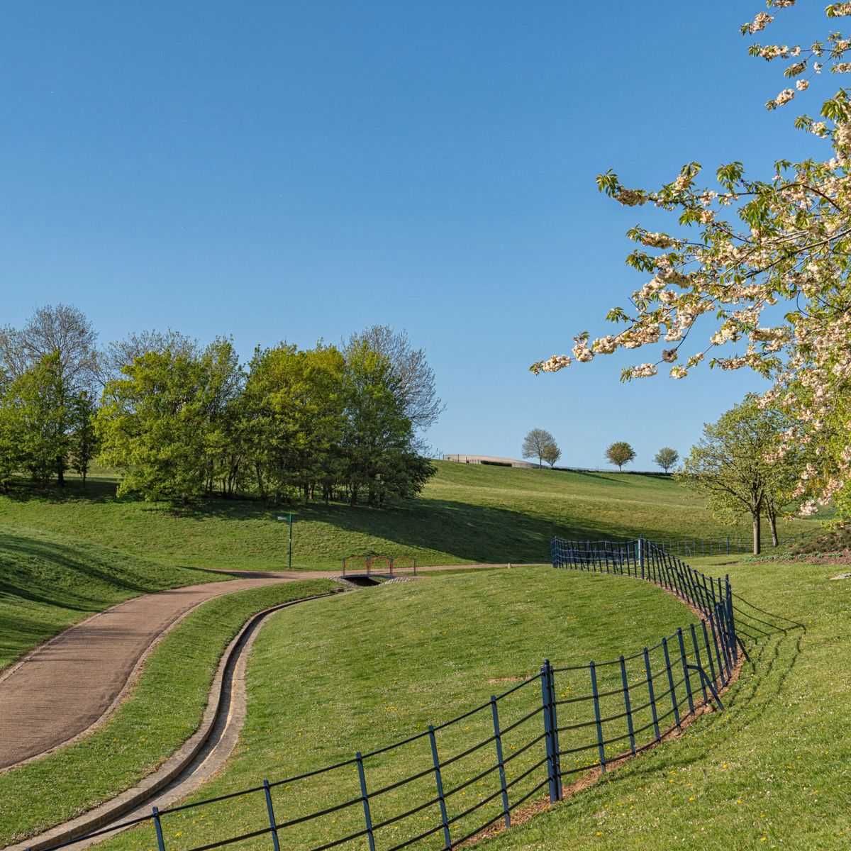 Pathway in Campbell Park with blossom tree and metal fence