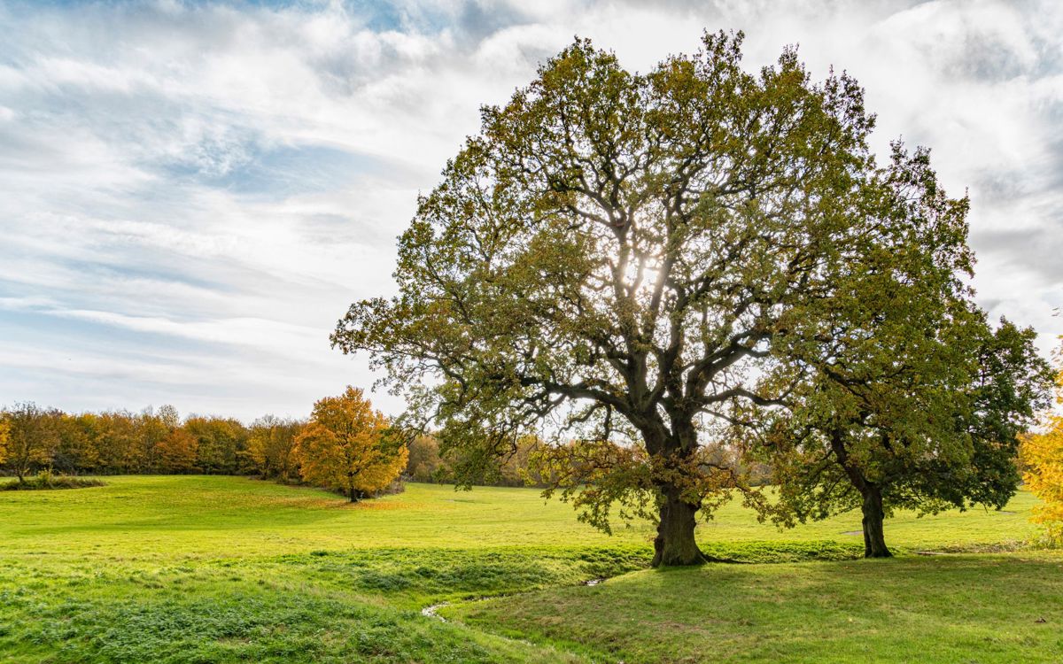 Oak tree in Milton Keynes park in Autumn