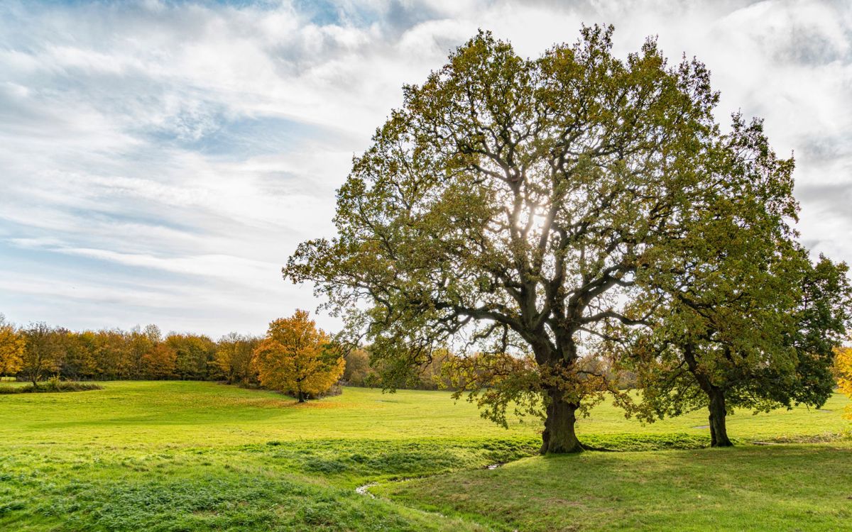 Oak tree in Milton Keynes park in Autumn