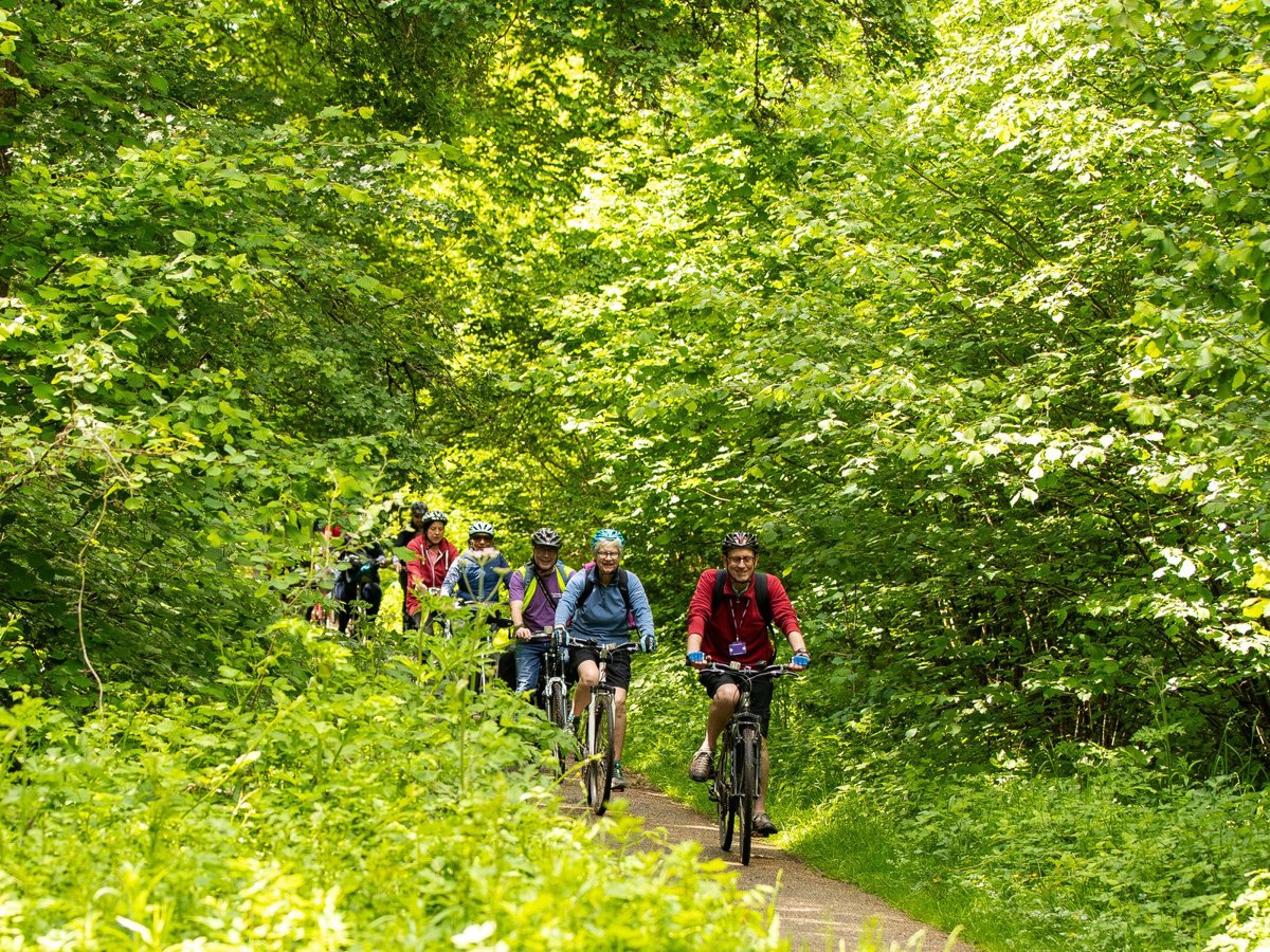 Cyclists in a woodland scene
