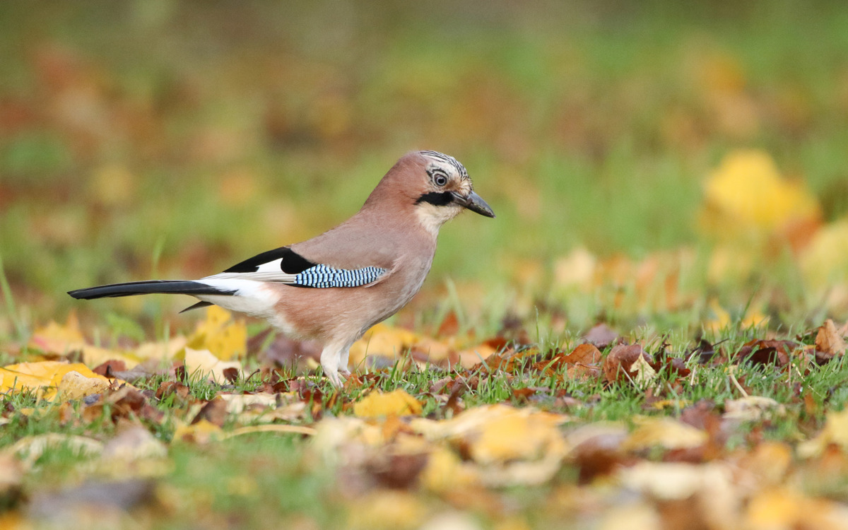 Jay on the grass with leaves.