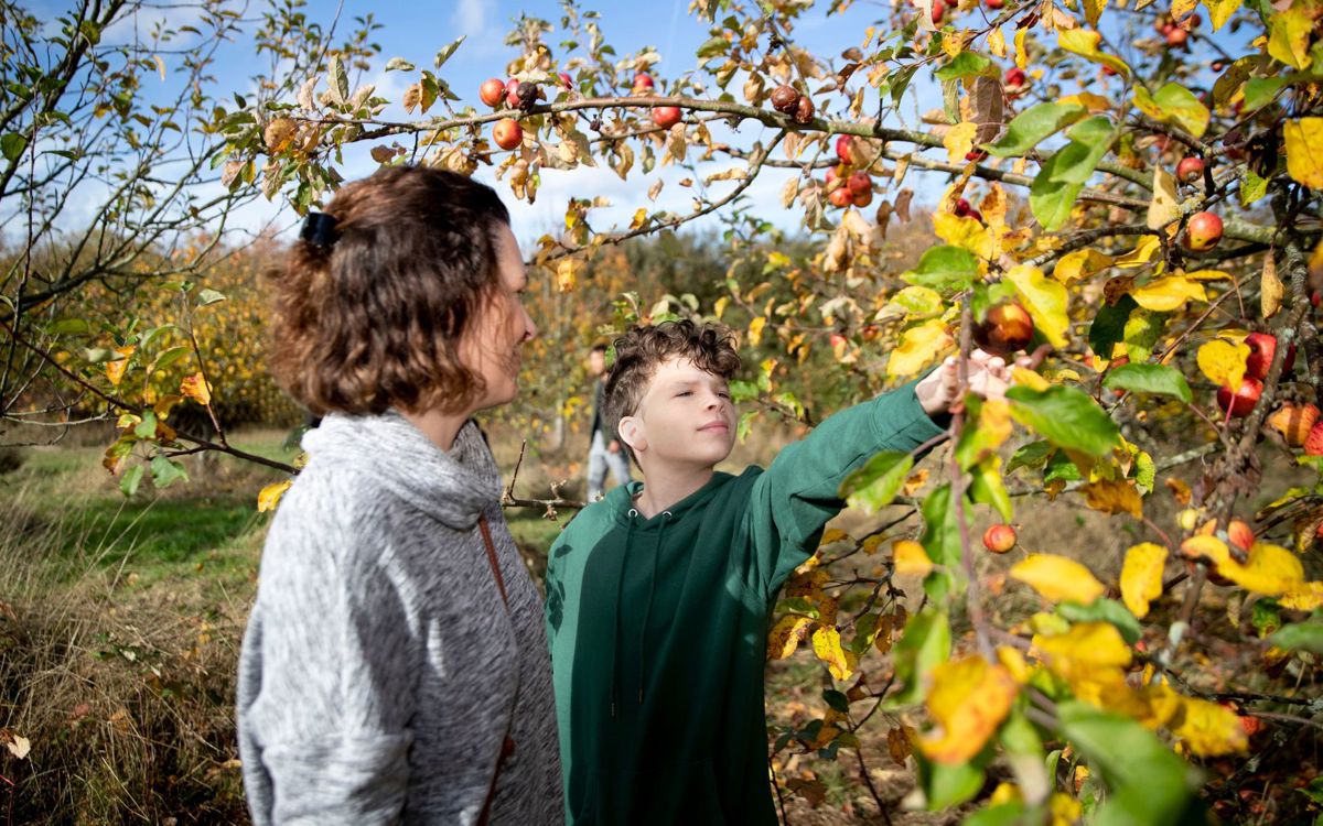 Parent and child picking apples from a tree