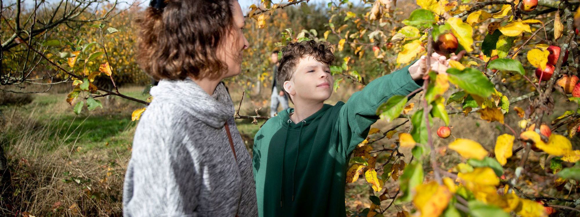 Parent and child picking apples from a tree