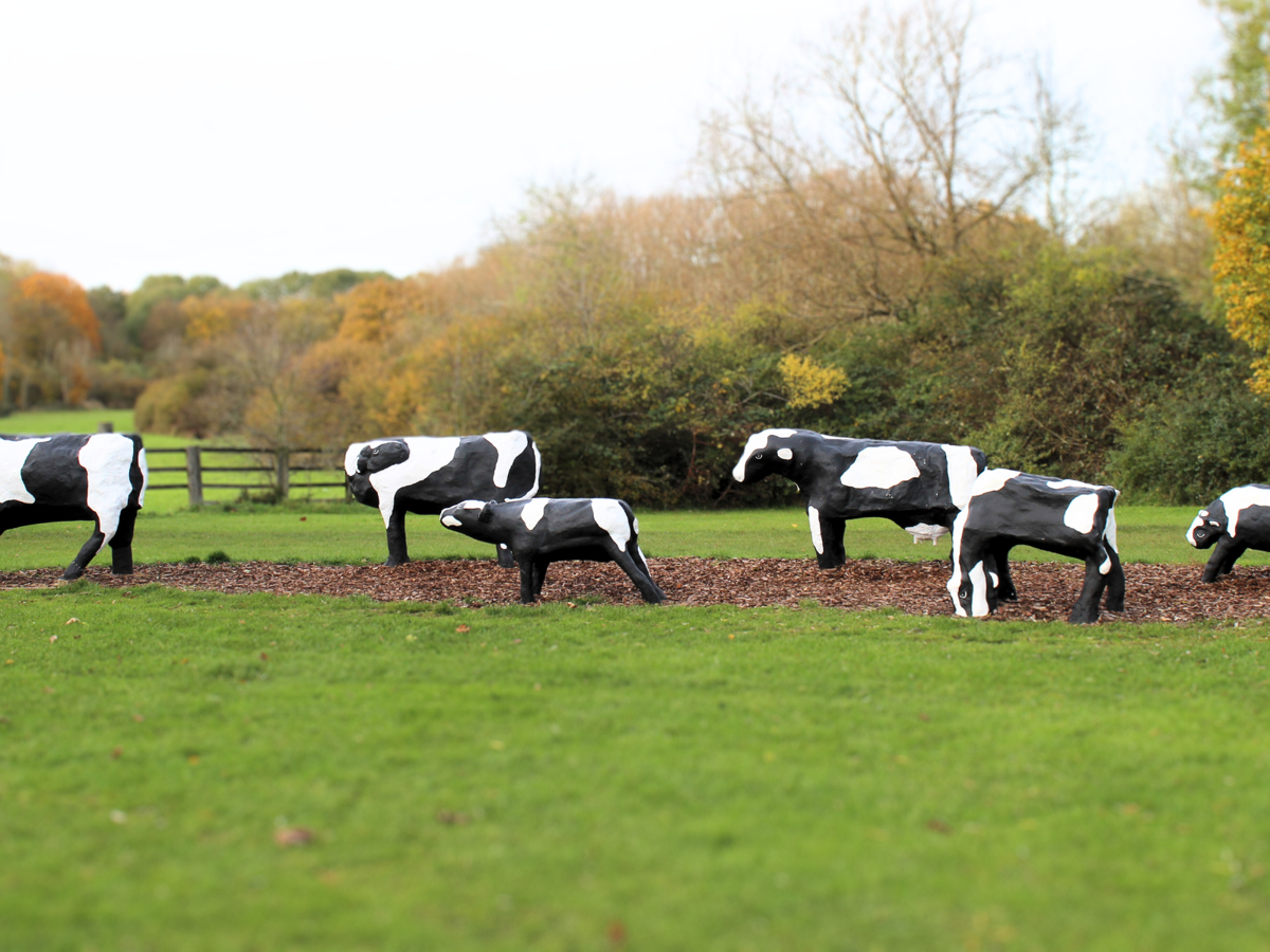 The image shows a group of sculptures resembling cows placed outdoors. These cow sculptures are painted black and white to mimic the appearance of real cows. They are arranged on a mulch-covered path in a grassy, park-like area surrounded by trees. The sculptures seem to be made of a solid material, possibly concrete or similar, giving them a sturdy, permanent presence in the landscape.