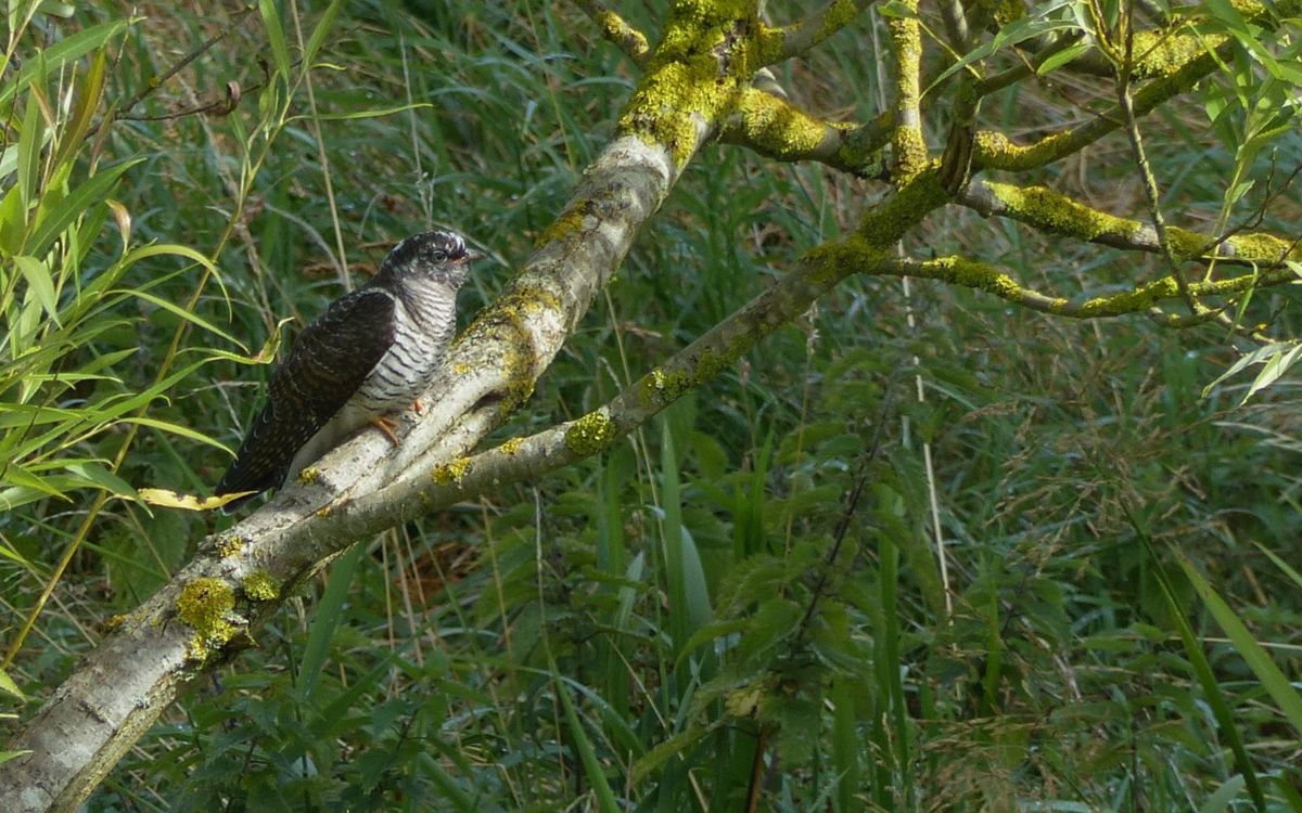 Cuckoo on branch in nature reserve in Milton Keynes
