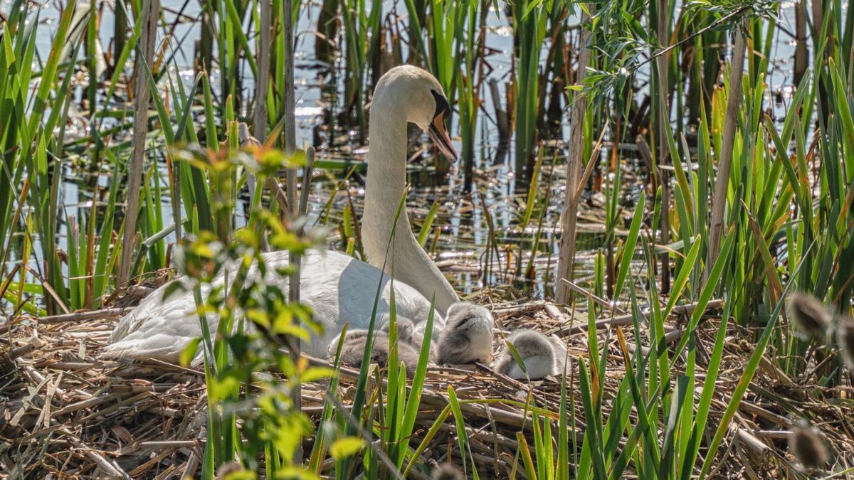 Swan with cygnets in nest by the side of a lake