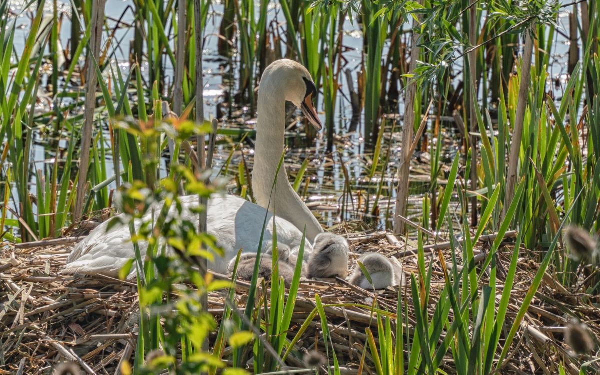 Swan with cygnets in nest by the side of a lake
