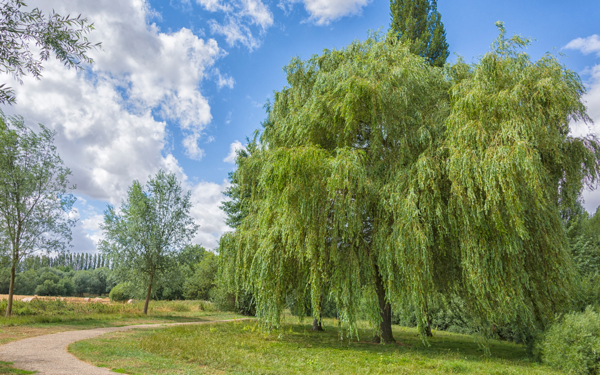 Willow tree and footpath.