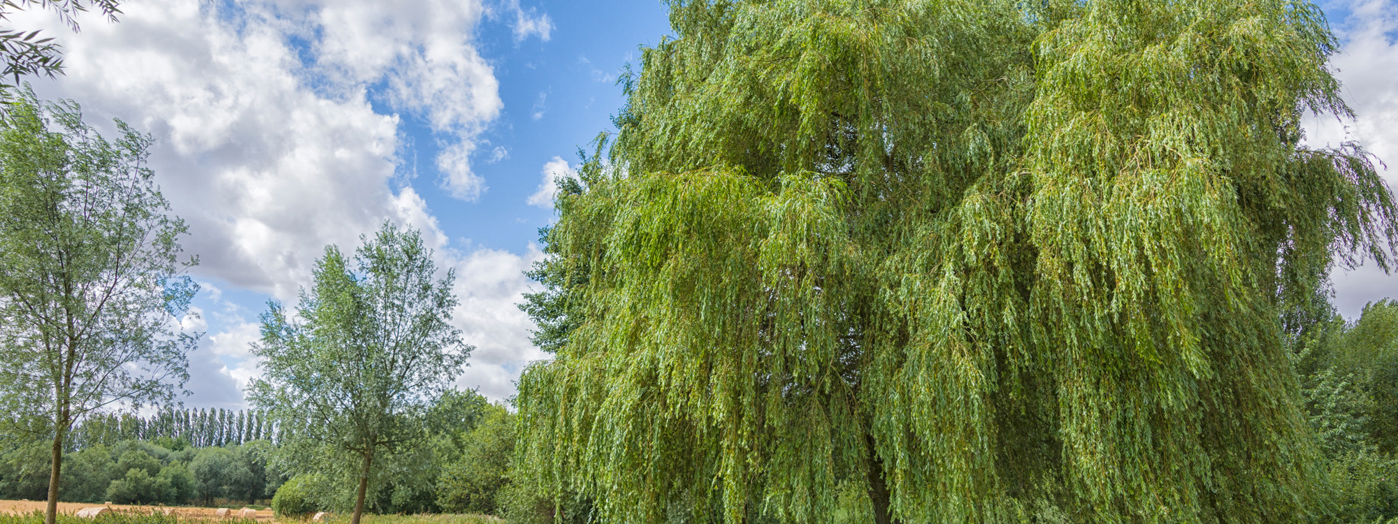 Willow tree and footpath.