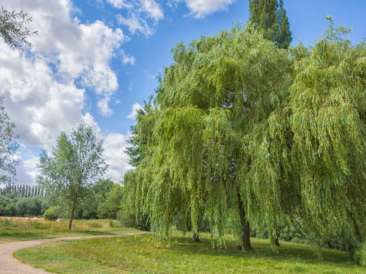 Willow tree and footpath.