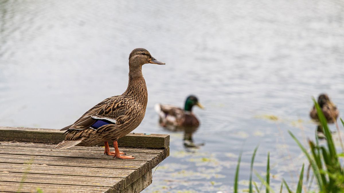 Duck stood on a fishing platform and another duck behind in the lake