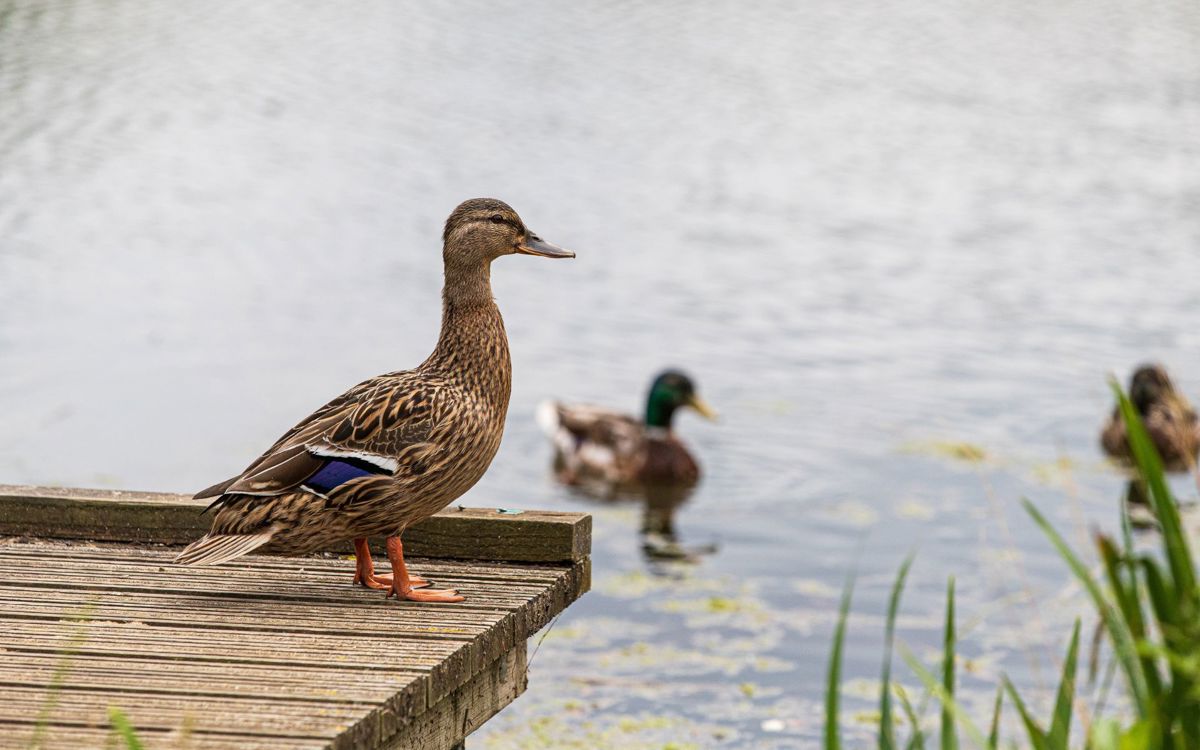 Duck stood on a fishing platform and another duck behind in the lake