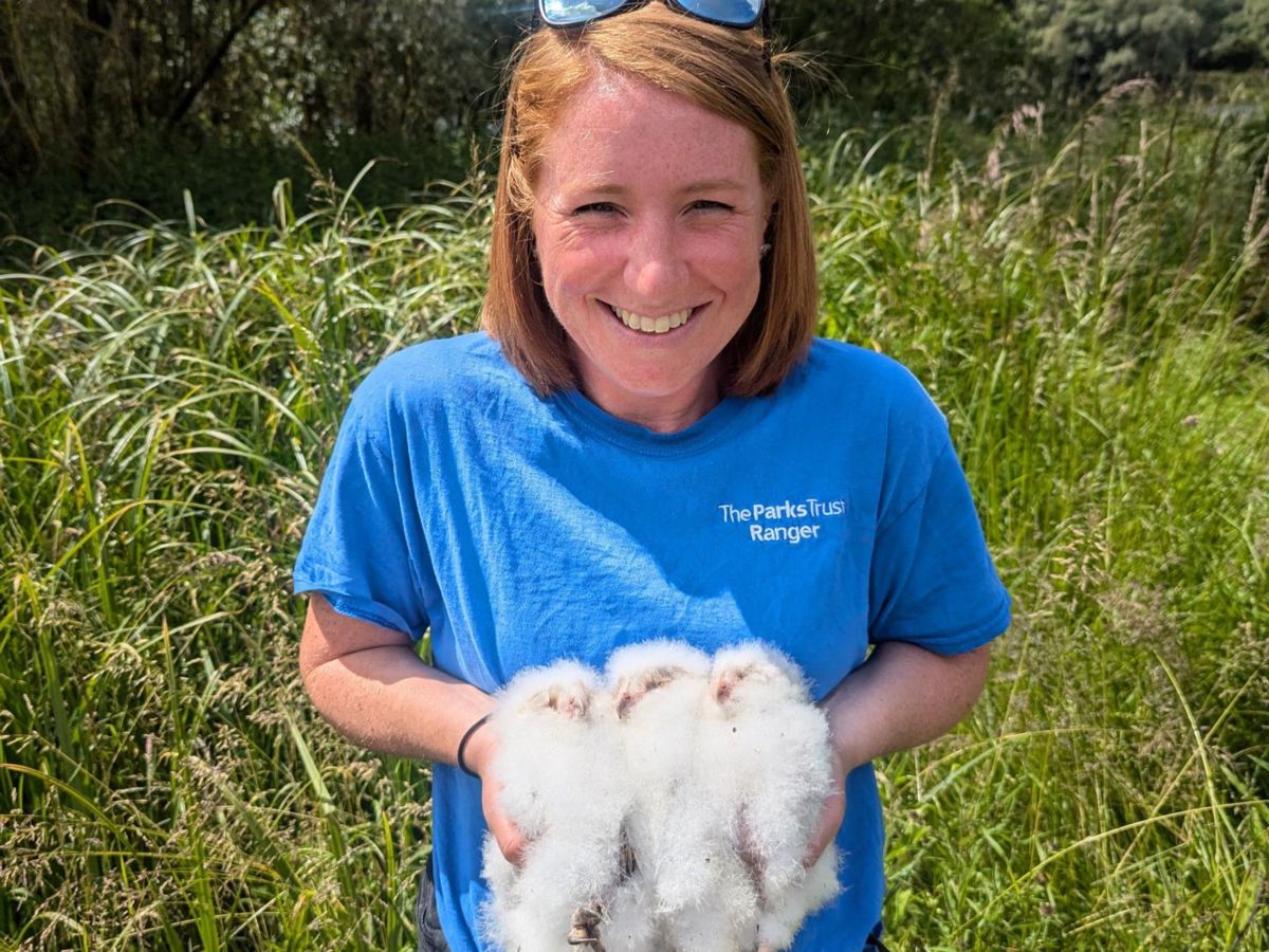 Ranger holding 3 barn owl chicks