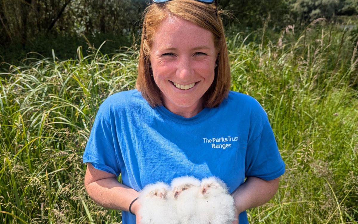 Ranger holding 3 barn owl chicks