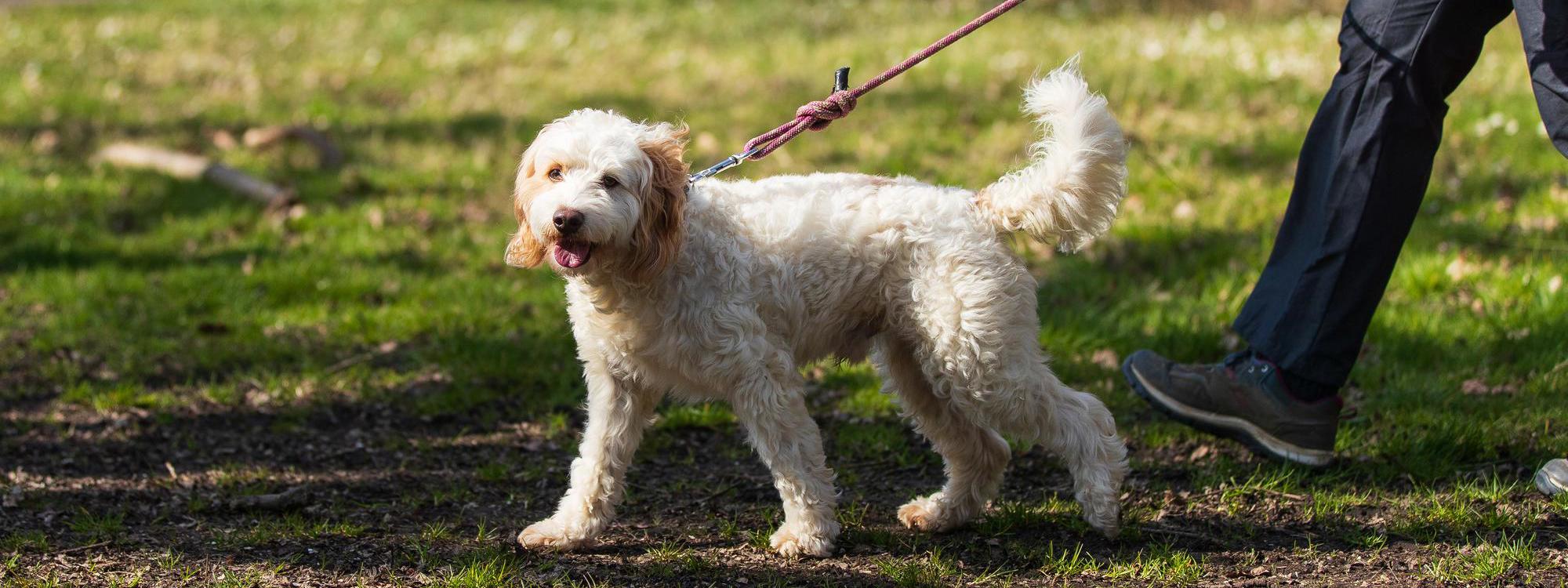 Dog waking on a lead on a woodland path