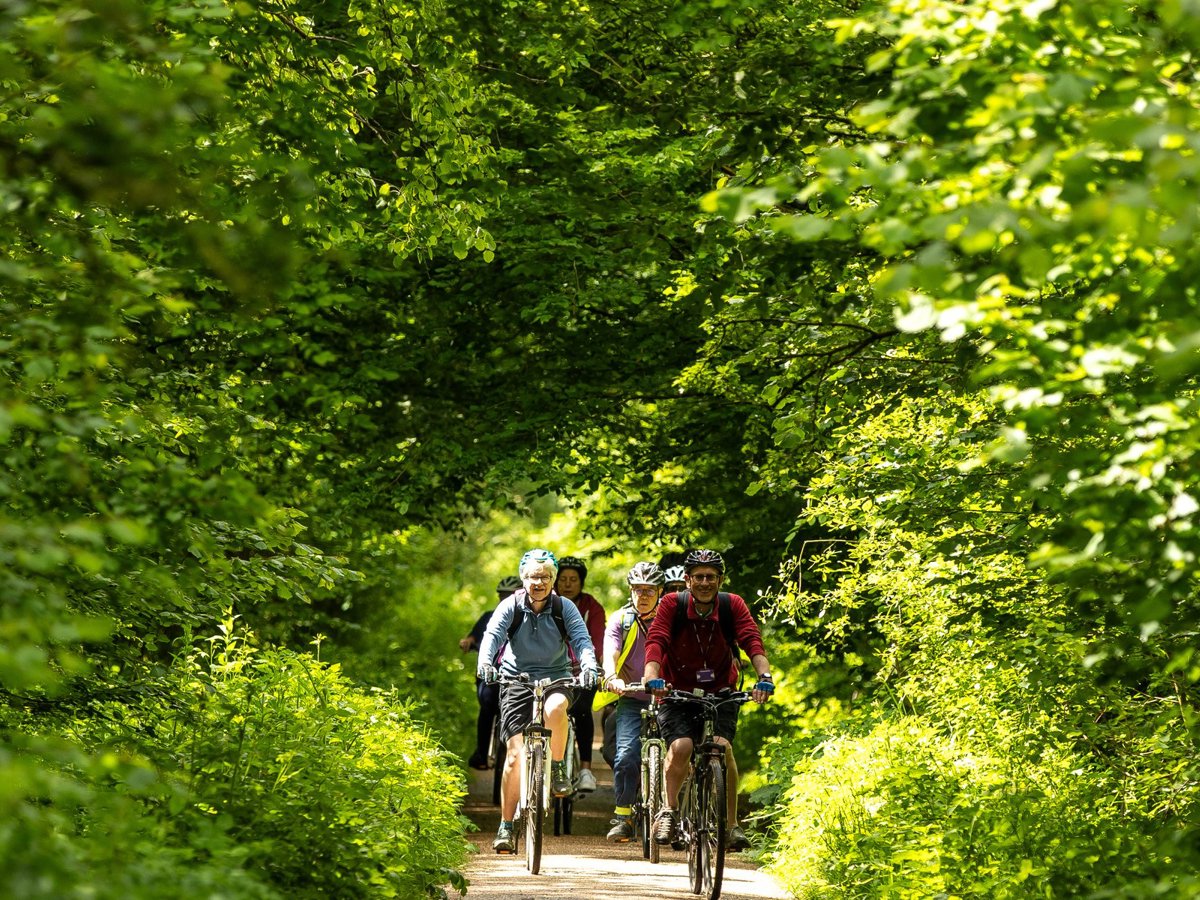 Cyclists in a woodland scene