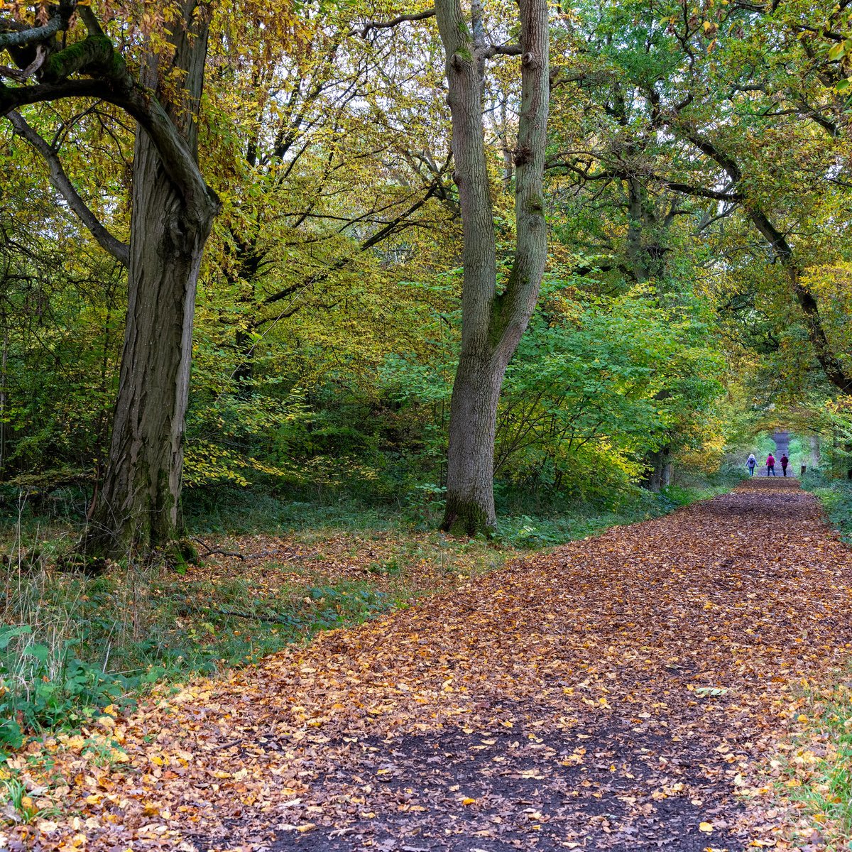 Path with autumn leaves through trees