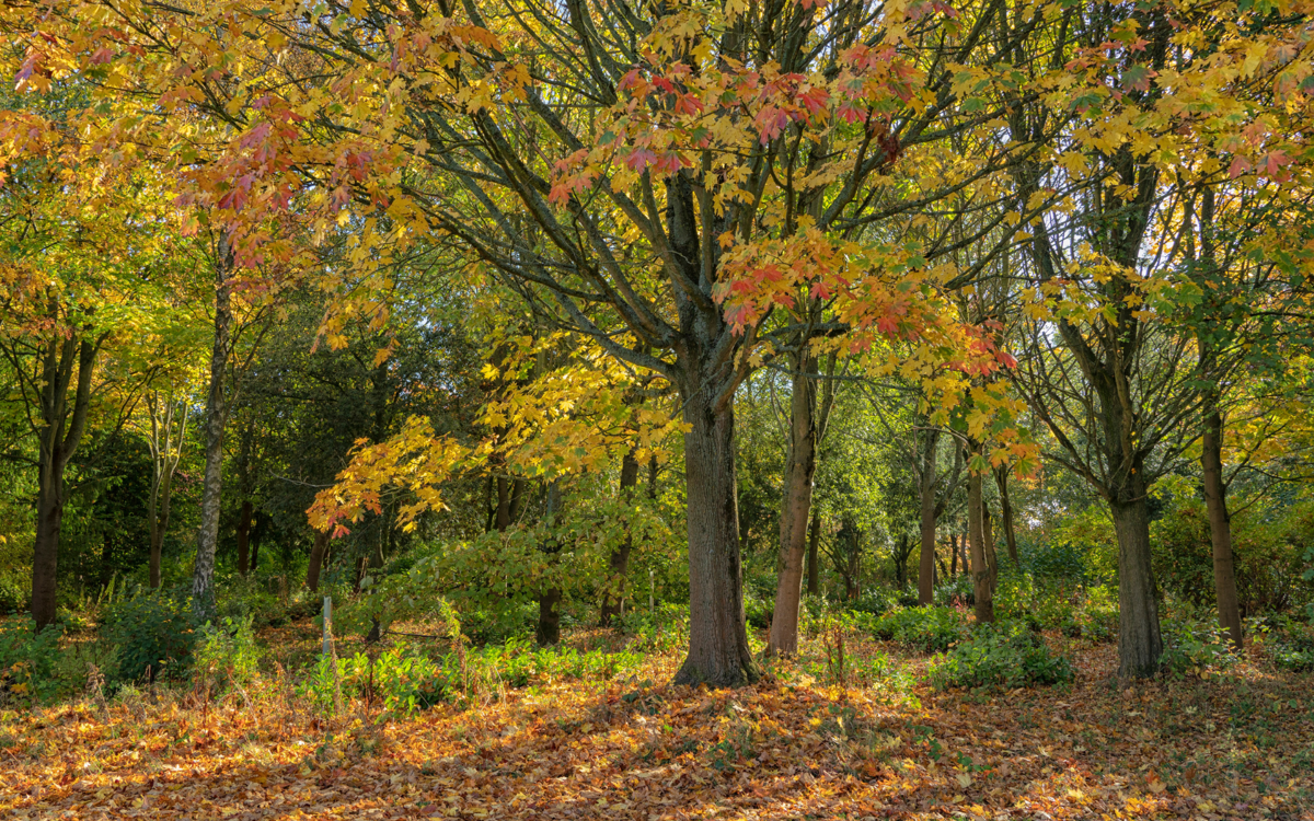 An autumnal forest. The leaves are many shades of orange and yellow, with lots of fallen leaves on the ground.