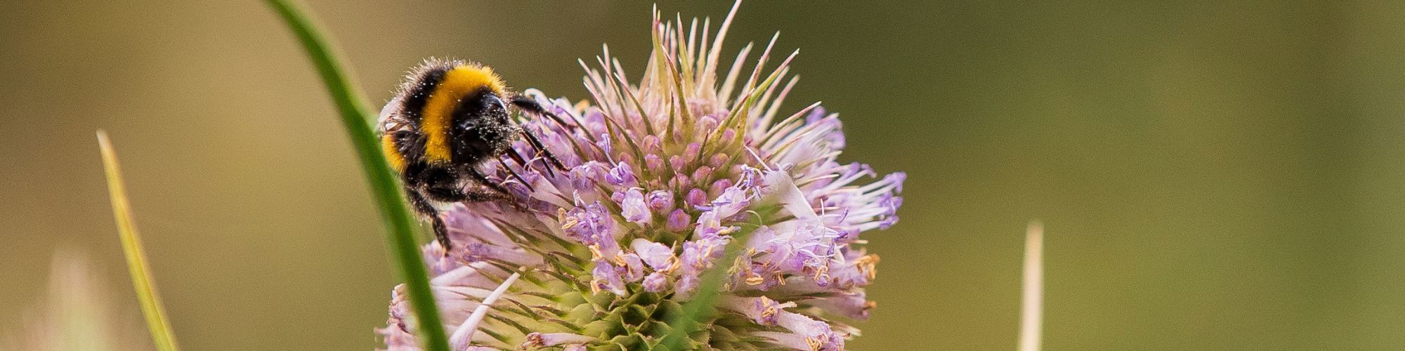 Bee resting on flower in park