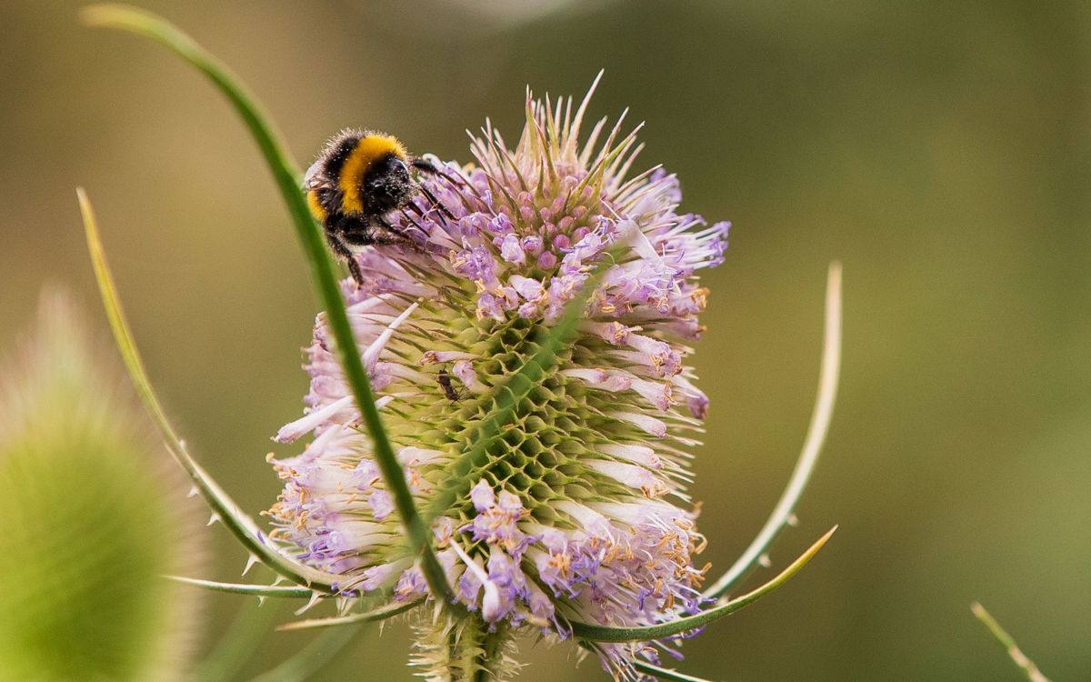 Bee resting on flower in park