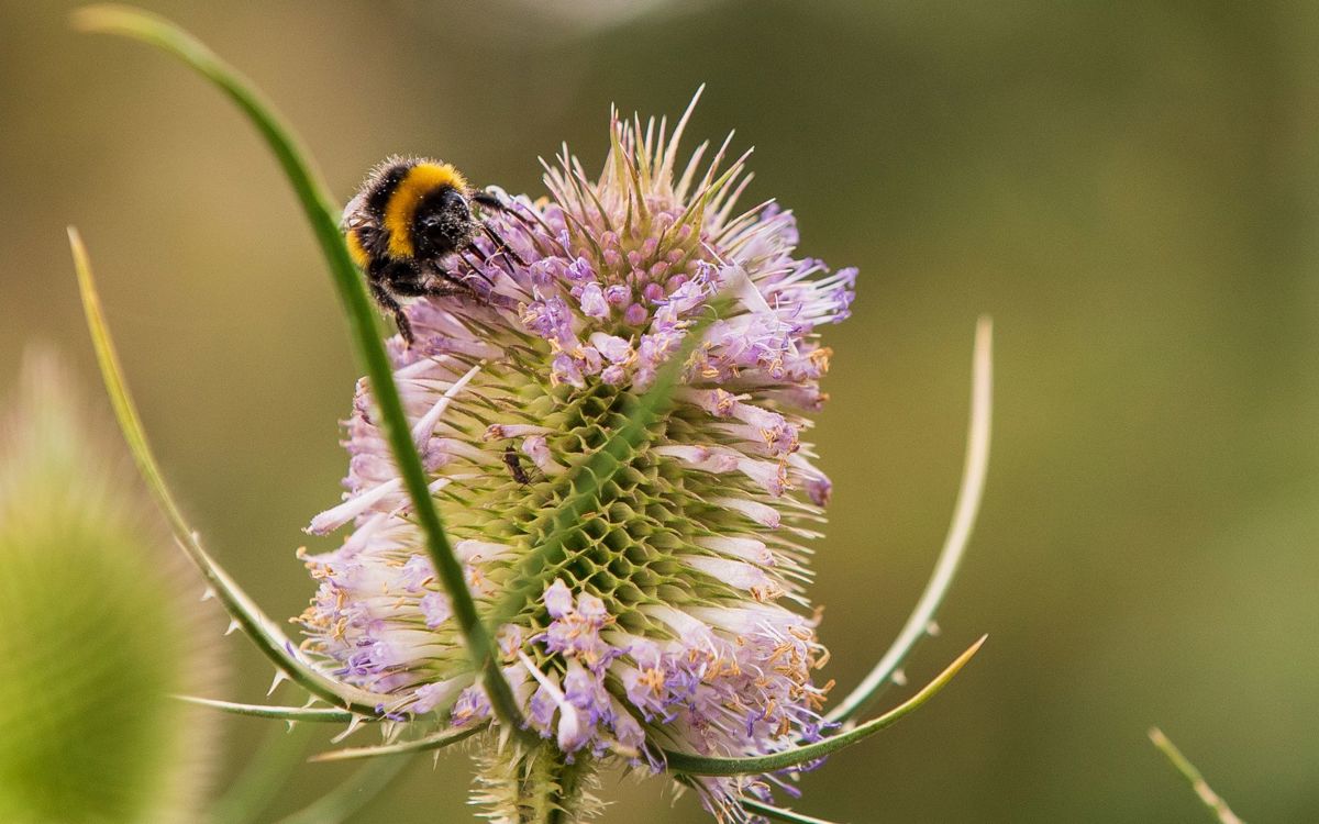 Bee resting on flower in park