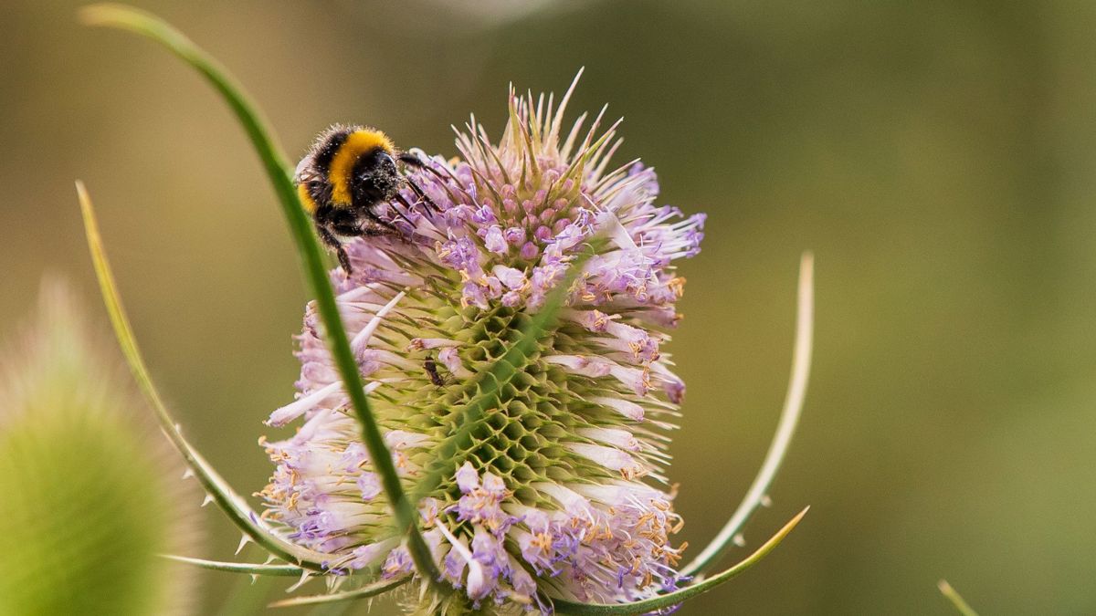 Bee resting on flower in park