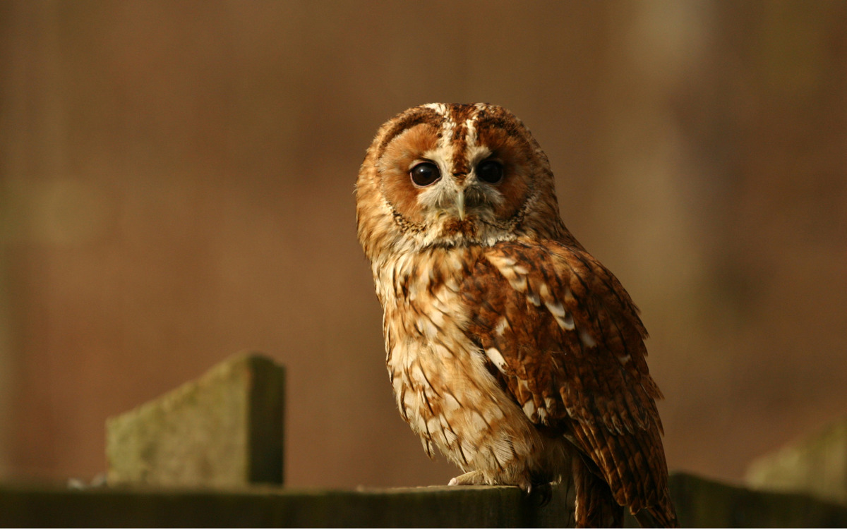 Tawny owl.