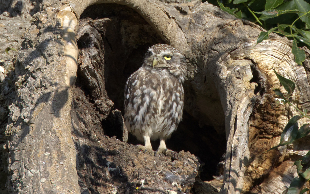 Little owl in tree trunk.