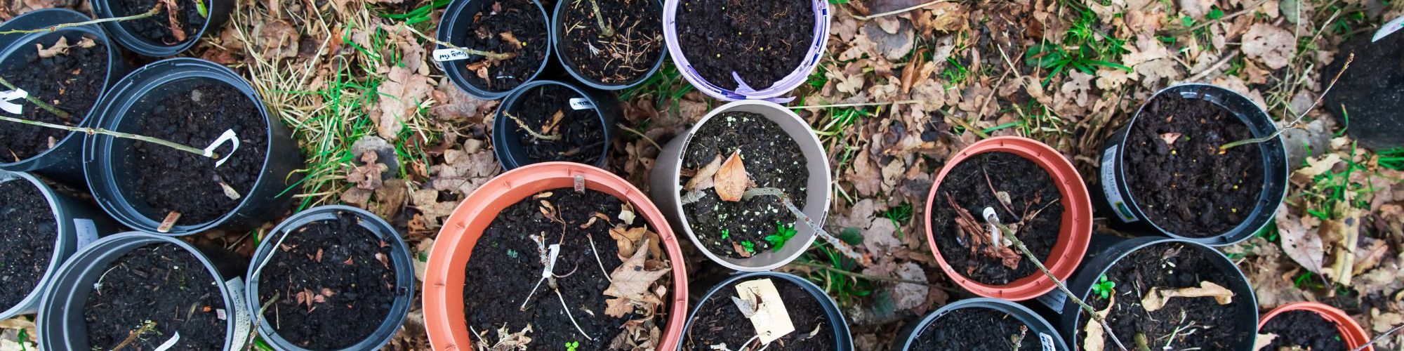 Several pots with oak sapling inside
