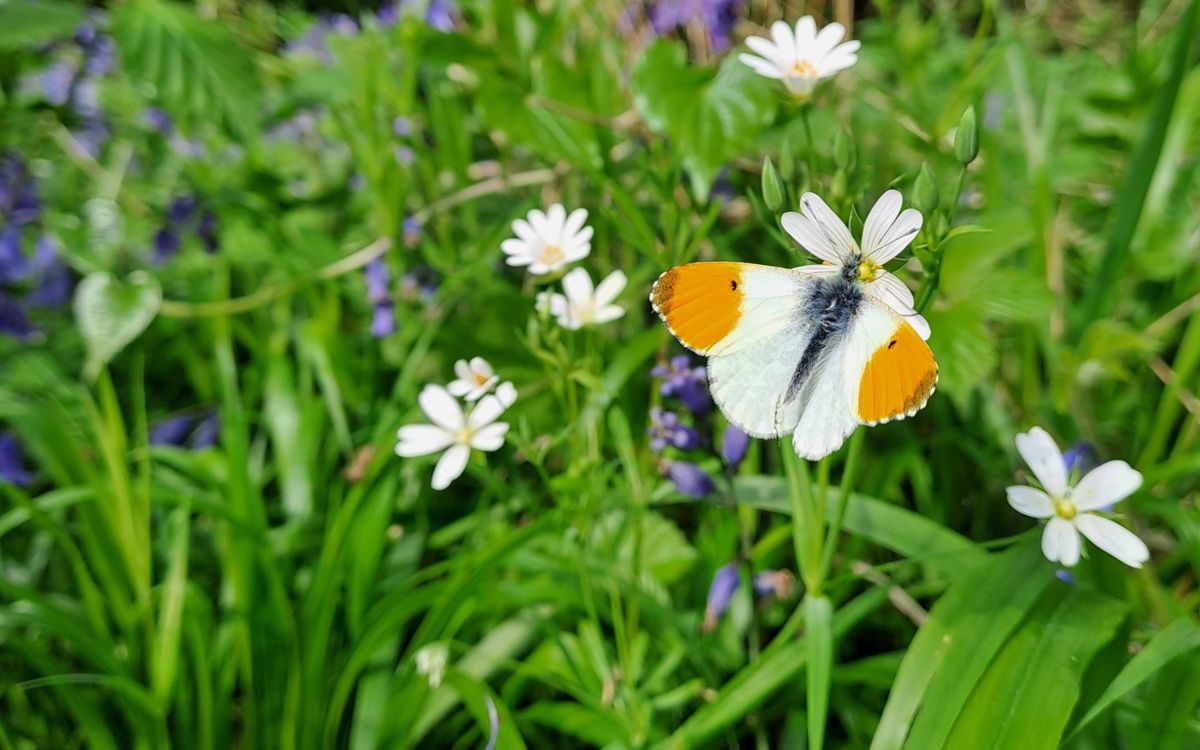 Orange and white butterfly resting on bluebells
