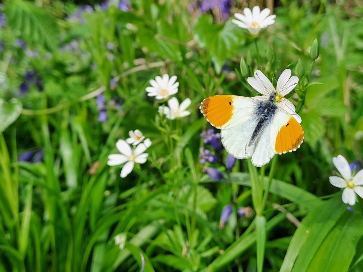 Orange and white butterfly resting on bluebells