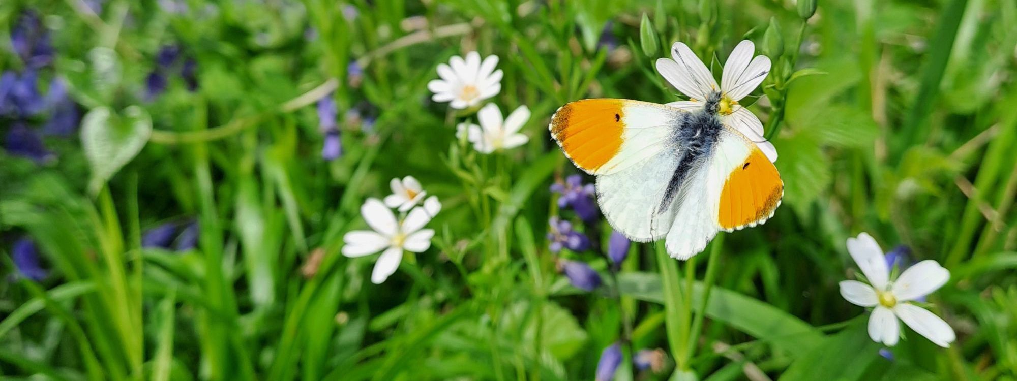 Orange and white butterfly resting on bluebells