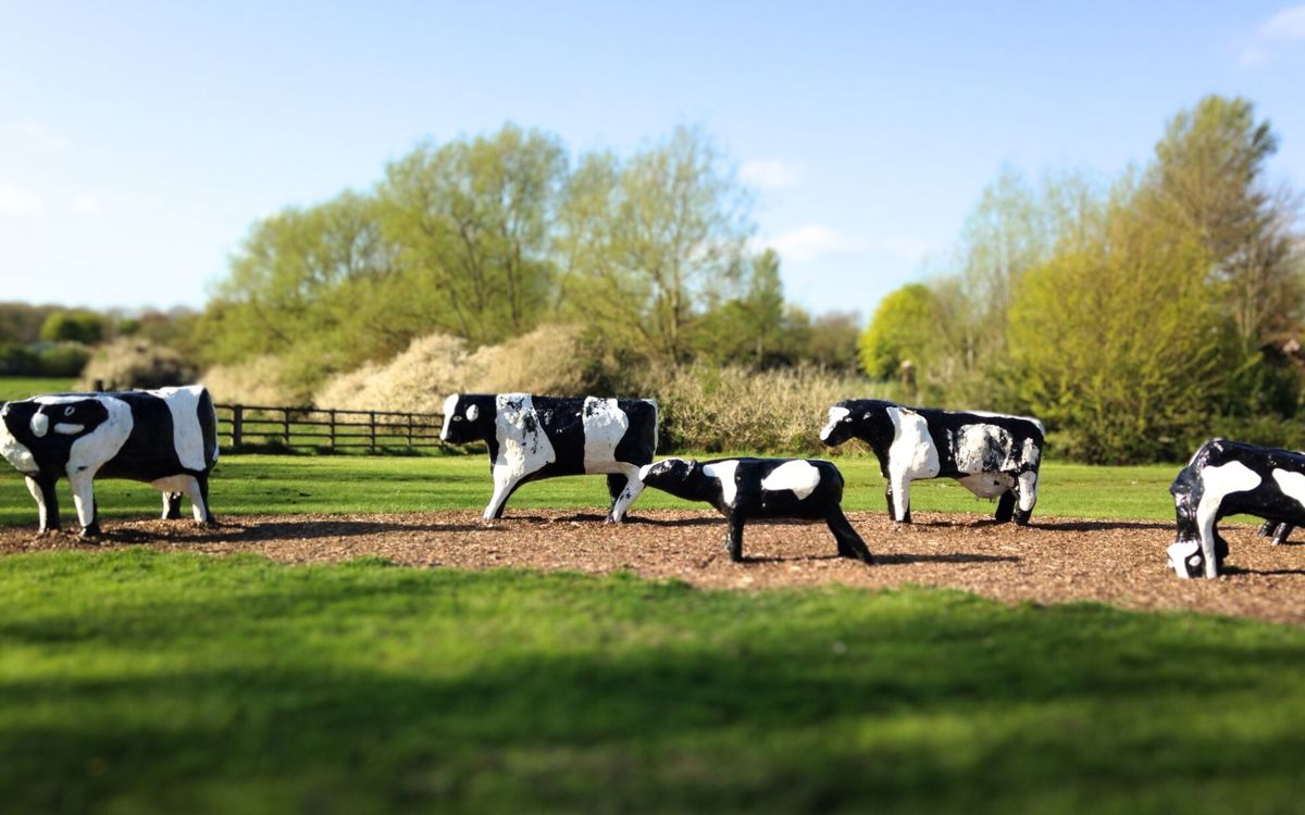 The image shows a group of sculptures resembling cows placed outdoors. These cow sculptures are painted black and white to mimic the appearance of real cows. They are arranged on a mulch-covered path in a grassy, park-like area surrounded by trees. The sculptures seem to be made of a solid material, possibly concrete or similar, giving them a sturdy, permanent presence in the landscape.