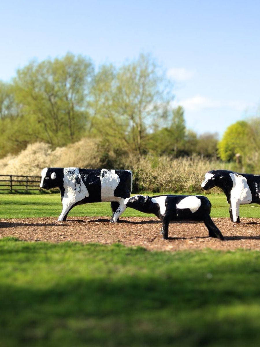 The image shows a group of sculptures resembling cows placed outdoors. These cow sculptures are painted black and white to mimic the appearance of real cows. They are arranged on a mulch-covered path in a grassy, park-like area surrounded by trees. The sculptures seem to be made of a solid material, possibly concrete or similar, giving them a sturdy, permanent presence in the landscape.